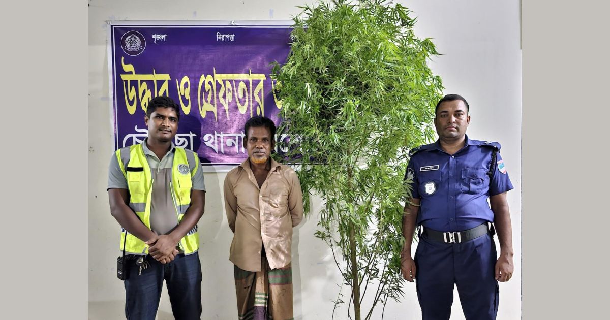 ড্রাগন বাগান থেকে ৯ ফুট গাঁজার গাছ জব্দ, কৃষক গ্রেপ্তার